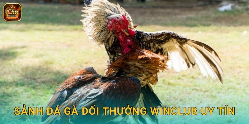 Đá Gà Đổi Thưởng Winclub - Giải Trí Kiếm Tiền 2 Sảnh đá gà đổi thưởng Winclub uy tín