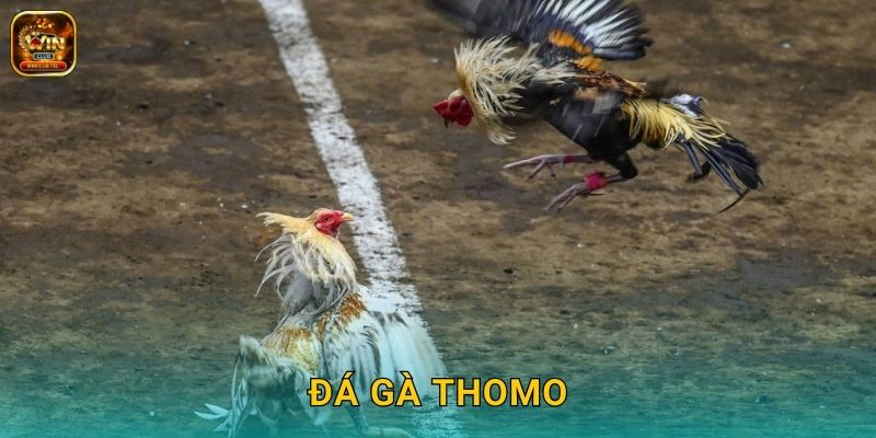 Đá Gà Thomo Winclub - Trường Gà Uy Tín Số 1 1 Đá Gà Thomo Winclub – Trường Gà Uy Tín Số 1