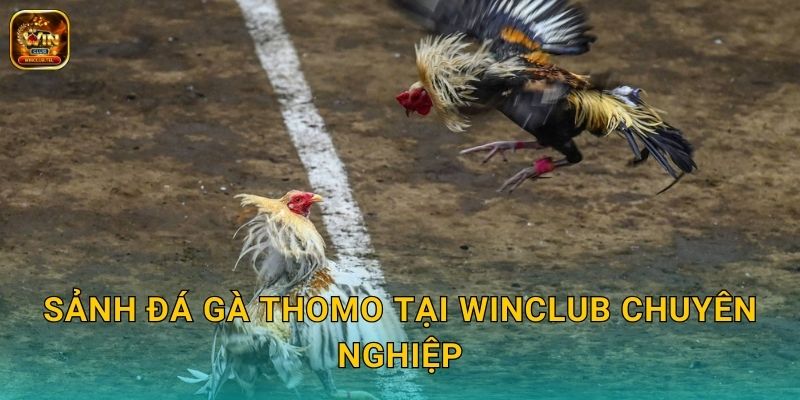 Đá Gà Thomo Winclub - Trường Gà Uy Tín Số 1 2 Sảnh đá gà Thomo tại Winclub chuyên nghiệp