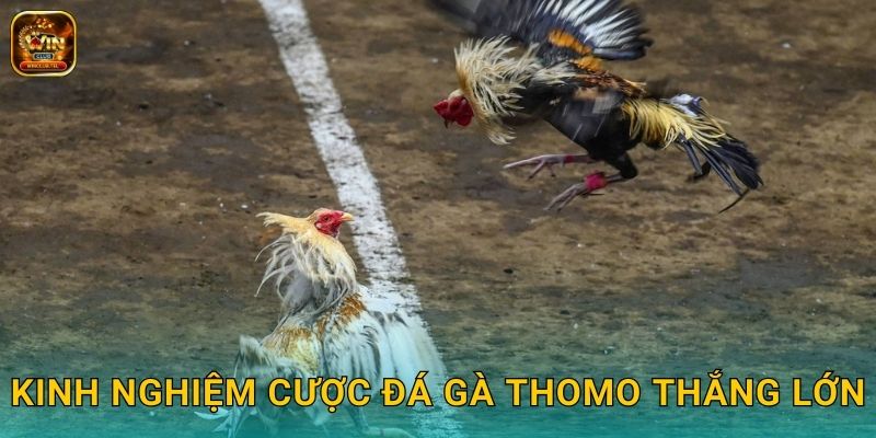 Đá Gà Thomo Winclub - Trường Gà Uy Tín Số 1 3 Kinh nghiệm cược đá gà Thomo thắng lớn
