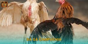 Đá Gà Campuchia Winclub – Trường Gà Quốc Tế