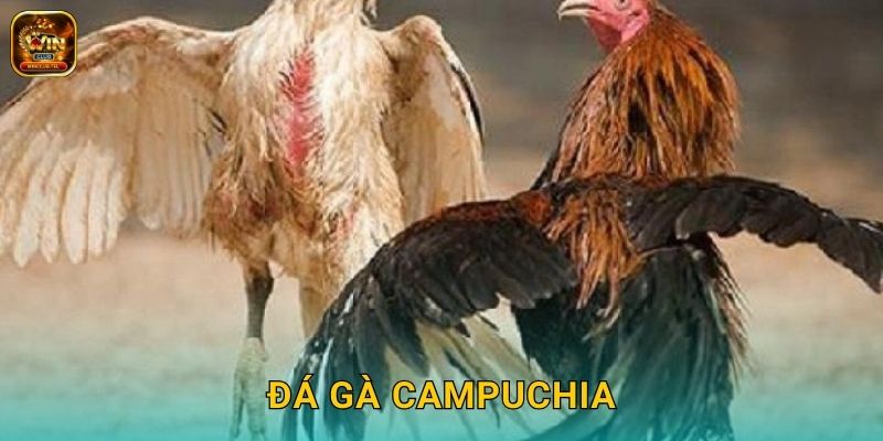 Đá Gà Campuchia Winclub - Trường Gà Quốc Tế 1 Đá Gà Campuchia Winclub – Trường Gà Quốc Tế