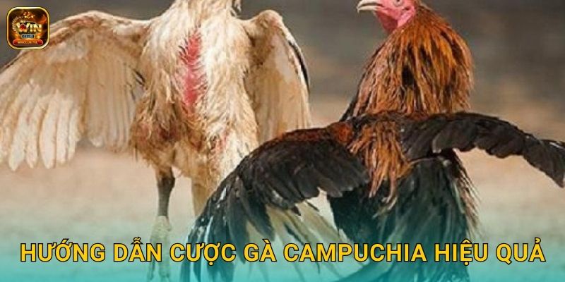 Đá Gà Campuchia Winclub - Trường Gà Quốc Tế 3 Hướng dẫn cược gà Campuchia hiệu quả