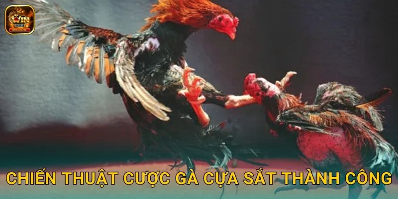 Đá Gà Cựa Sắt Winclub - Trận Đấu Kịch Tính Nhất 3 Chiến thuật cược gà cựa sắt thành công