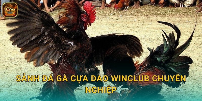 Đá Gà Cựa Dao Winclub - Tốc Độ Quyết Định 2 Sảnh đá gà cựa dao Winclub chuyên nghiệp