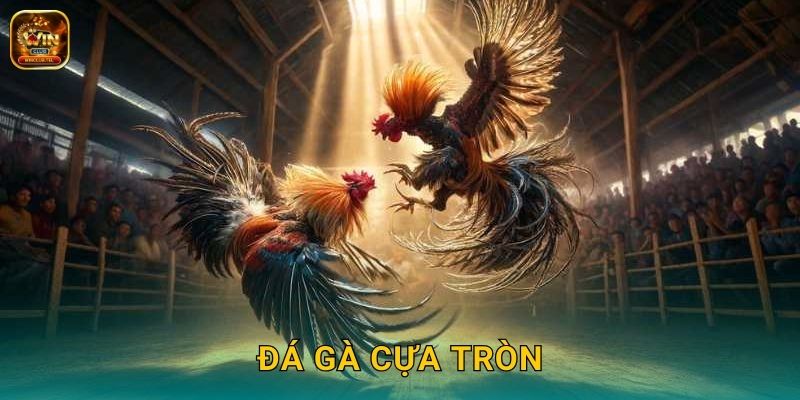 Đá Gà Cựa Tròn Winclub - Truyền Thống Việt Nam 1 Đá Gà Cựa Tròn Winclub – Truyền Thống Việt Nam