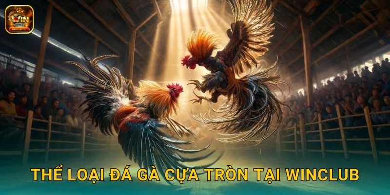 Đá Gà Cựa Tròn Winclub - Truyền Thống Việt Nam 2 Thể loại đá gà cựa tròn tại Winclub