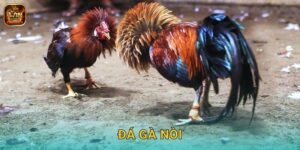 Đá Gà Nòi Winclub – Giống Gà Thuần Chủng