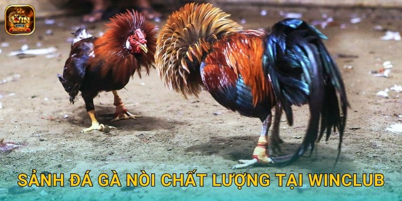 Đá Gà Nòi Winclub - Giống Gà Thuần Chủng 2 Sảnh đá gà nòi chất lượng tại Winclub