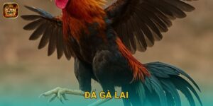 Đá Gà Lai Winclub – Kết Hợp Sức Mạnh Vượt Trội