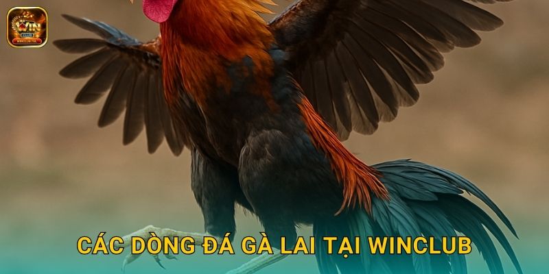 Đá Gà Lai Winclub - Kết Hợp Sức Mạnh Vượt Trội 2 Các dòng đá gà lai tại Winclub