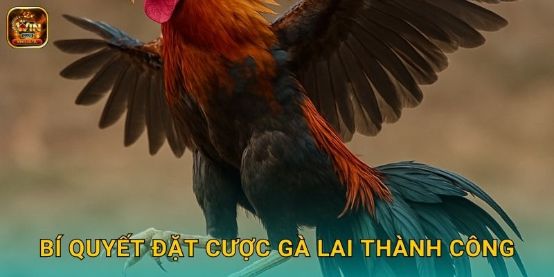 Đá Gà Lai Winclub - Kết Hợp Sức Mạnh Vượt Trội 3 Bí quyết đặt cược gà lai thành công