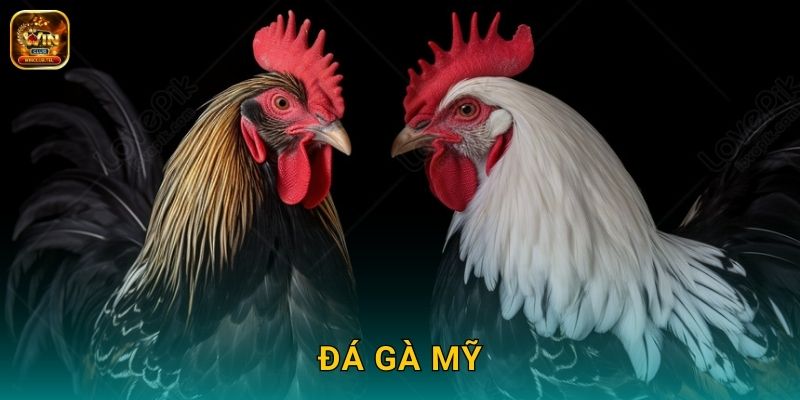 Đá Gà Mỹ Winclub - Giống Gà Ngoại Hàng Đầu 1 Đá Gà Mỹ Winclub – Giống Gà Ngoại Hàng Đầu
