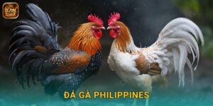 Đá Gà Philippines Winclub – Trường Gà Đẳng Cấp