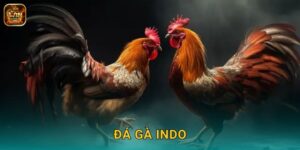 Đá Gà Indo Winclub – Trường Gà Indonesia Uy Tín