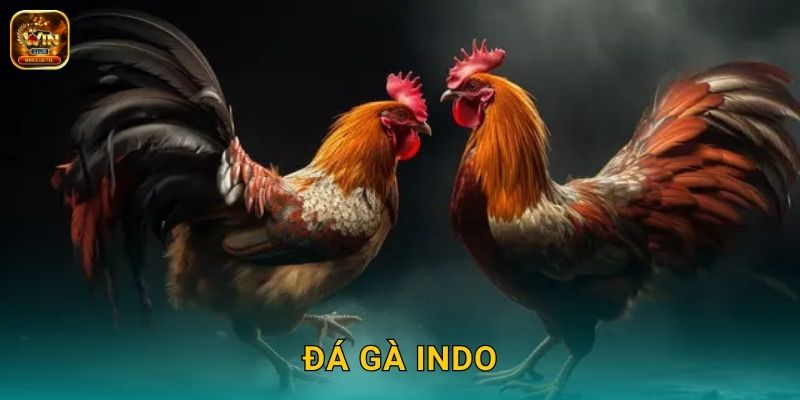 Đá Gà Indo Winclub – Trường Gà Indonesia Uy Tín