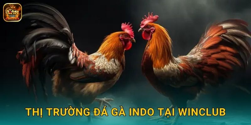 Thị trường đá gà Indo tại Winclub