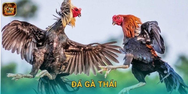 Đá Gà Thái Winclub - Trường Gà Thái Lan Chất Lượng 1 Đá Gà Thái Winclub – Trường Gà Thái Lan Chất Lượng