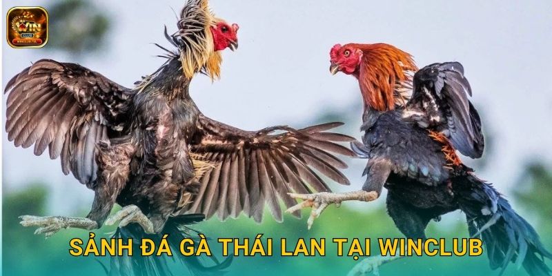 Đá Gà Thái Winclub - Trường Gà Thái Lan Chất Lượng 2 Sảnh đá gà Thái Lan tại Winclub