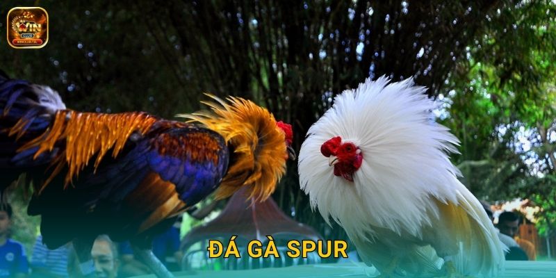 Đá Gà Spur Winclub - Cựa Dao Chuyên Nghiệp 1 Đá Gà Spur Winclub – Cựa Dao Chuyên Nghiệp