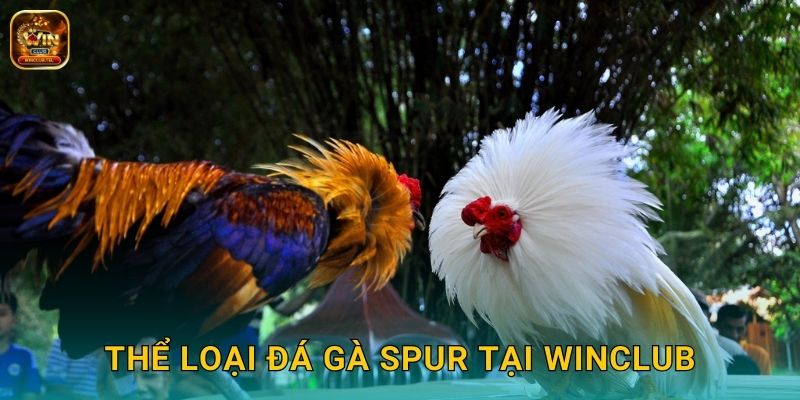 Đá Gà Spur Winclub - Cựa Dao Chuyên Nghiệp 2 Thể loại đá gà spur tại Winclub