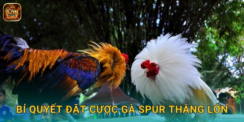 Đá Gà Spur Winclub - Cựa Dao Chuyên Nghiệp 3 Bí quyết đặt cược gà spur thắng lớn