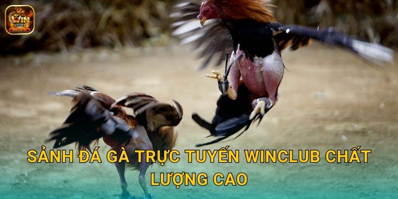 Đá Gà Trực Tuyến Winclub - Kèo Siêu Kịch Tính 2 Sảnh đá gà trực tuyến Winclub chất lượng cao