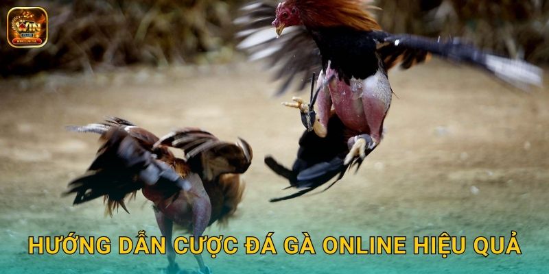 Đá Gà Trực Tuyến Winclub - Kèo Siêu Kịch Tính 3 Hướng dẫn cược đá gà online hiệu quả